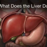 What Does the Liver Do